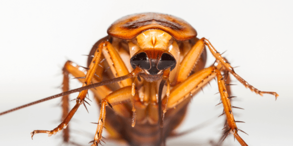 Dlaczego pojawiają się karaczany i jak się ich pozbyć na dobre