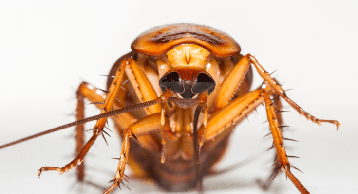 Dlaczego pojawiają się karaczany i jak się ich pozbyć na dobre