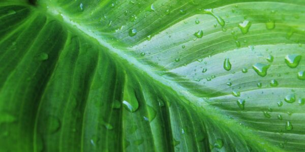 Rewolucja w Ogrodnictwie: Internetowe Nawozy Dolistne dla Zdrowych Plonów