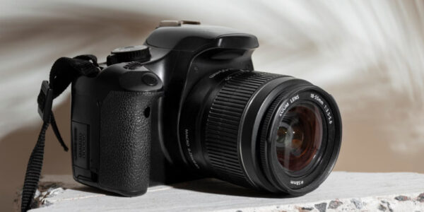 Piękne stworzenia uwiecznione na zawsze