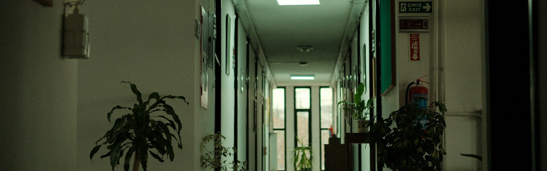 Korzyści z obecności roślin w biurze – wpływ na samopoczucie i efektywność pracowników