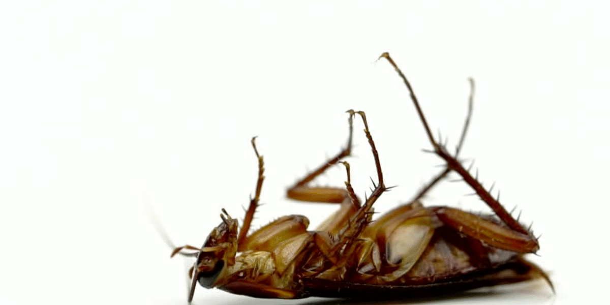 Jak pozbyć się karaluchów? Skuteczna walka z karaczanami prusakami za pomocą żelu i pułapek klejowych