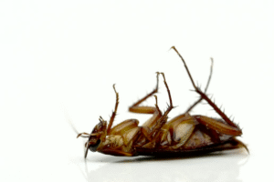 Jak pozbyć się karaluchów? Skuteczna walka z karaczanami prusakami za pomocą żelu i pułapek klejowych