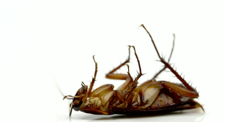 Jak pozbyć się karaluchów? Skuteczna walka z karaczanami prusakami za pomocą żelu i pułapek klejowych