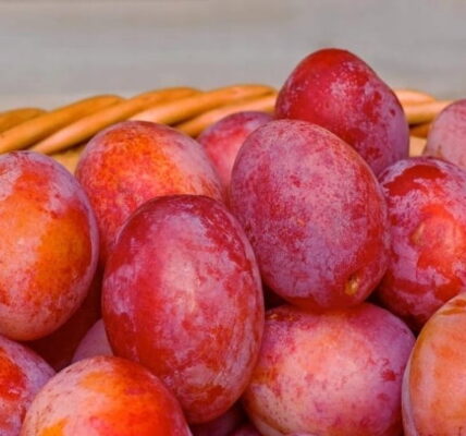 Dlaczego warto mieć śliwę w swoim ogrodzie?