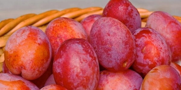 Dlaczego warto mieć śliwę w swoim ogrodzie?