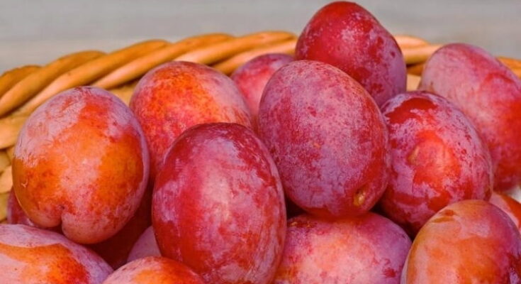 Dlaczego warto mieć śliwę w swoim ogrodzie?