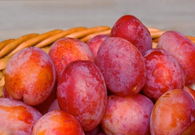 Dlaczego warto mieć śliwę w swoim ogrodzie?