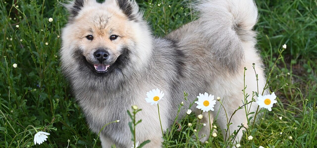 Jak dobierać akcesoria dla psa — przewodnik praktyczny