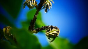 Jak wygląda profesjonalna dezynsekcja?