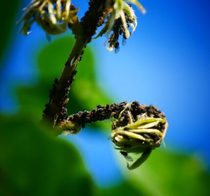 Jak wygląda profesjonalna dezynsekcja?