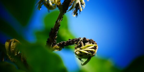 Jak wygląda profesjonalna dezynsekcja?