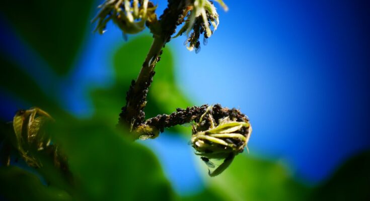 Jak wygląda profesjonalna dezynsekcja?