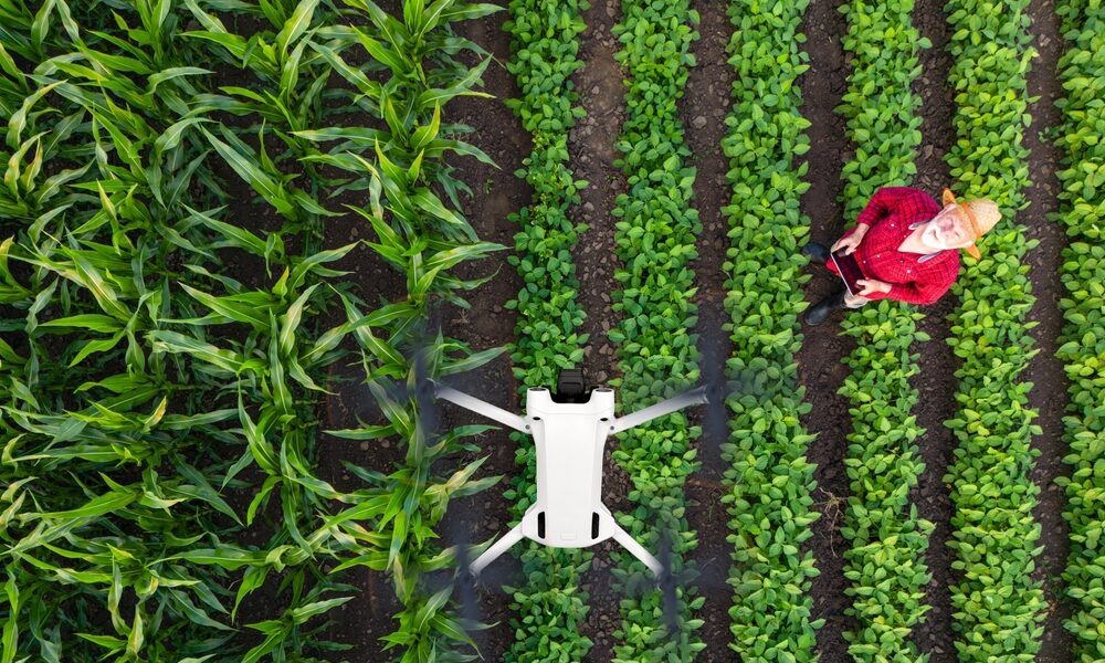 Dron monitorujący zdrowie roślin na polu uprawnym
