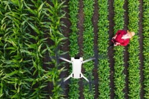 Dron monitorujący zdrowie roślin na polu uprawnym