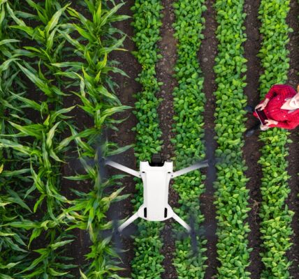 Dron monitorujący zdrowie roślin na polu uprawnym